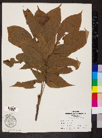 Carya ovalis image