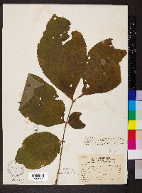 Carya ovalis image