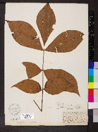 Carya ovalis image