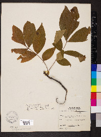 Carya ovalis image