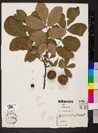 Carya texana image