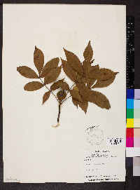 Carya texana image