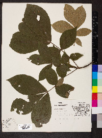 Carya texana image