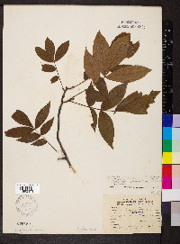 Carya texana image