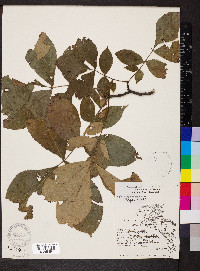 Carya texana image