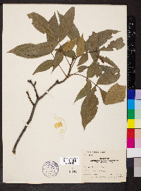 Carya texana image
