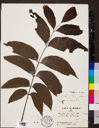 Carya illinoinensis image