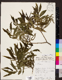 Carya illinoinensis image