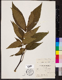 Carya ovalis image