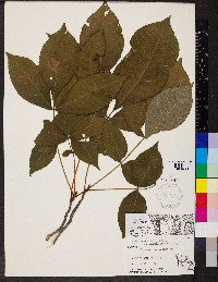 Carya ovalis image