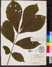 Carya ovalis image