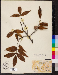 Carya pallida image