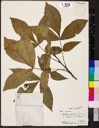 Carya texana image