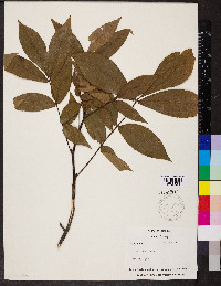 Carya texana image