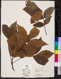 Carya texana image