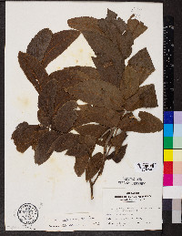 Carya illinoinensis image