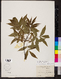 Carya ovalis image