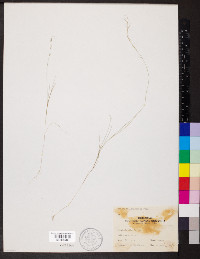 Aristida longespica image