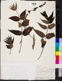 Juglans neotropica image