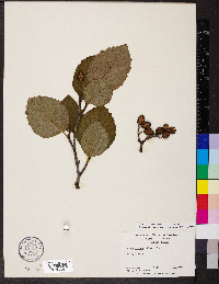 Alnus alnobetula image