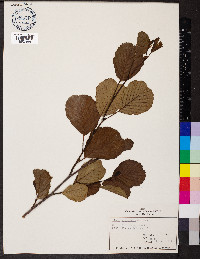 Alnus glutinosa image