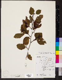 Alnus alnobetula image