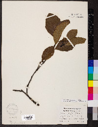 Alnus alnobetula image