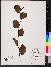 Alnus alnobetula image