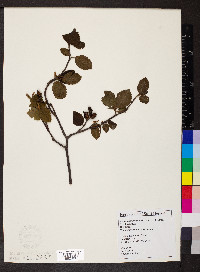 Alnus incana var. americana image