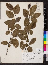 Alnus oblongifolia image