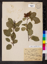 Alnus incana subsp. tenuifolia image