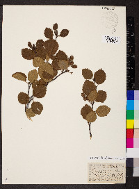 Alnus alnobetula image