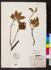 Alnus jorullensis image