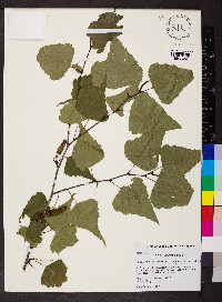 Betula populifolia image