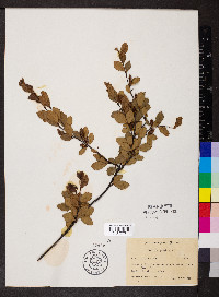 Betula pumila image