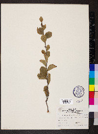 Betula pumila image