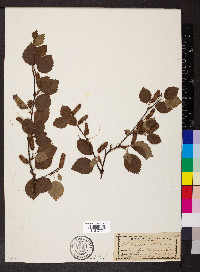 Betula occidentalis image