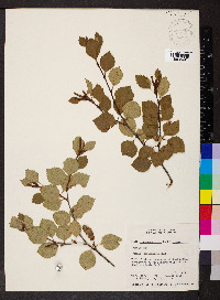 Betula occidentalis image