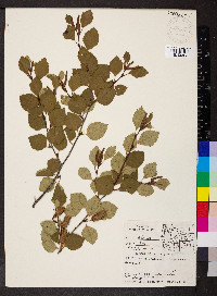 Betula occidentalis image