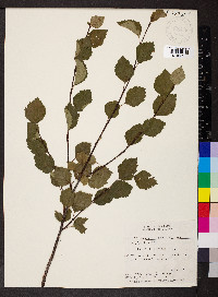 Betula occidentalis image