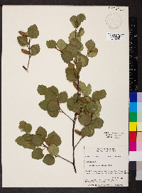 Betula occidentalis image