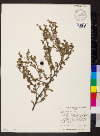 Betula glandulosa image