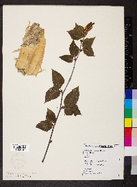 Betula alleghaniensis image