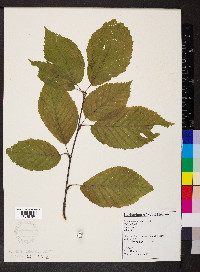 Betula alleghaniensis image