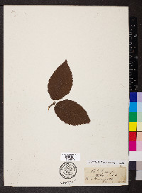 Betula alleghaniensis image