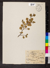 Betula glandulosa image