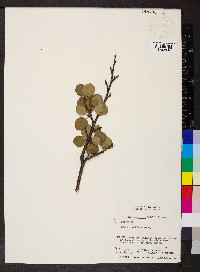 Betula glandulosa image