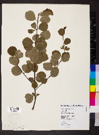 Betula glandulosa image