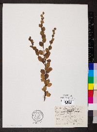 Betula glandulosa image