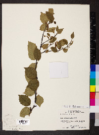 Betula alleghaniensis image